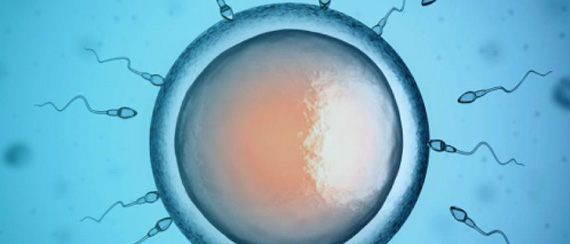 HD image of Fertility process