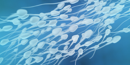 HD image of Sperm collection